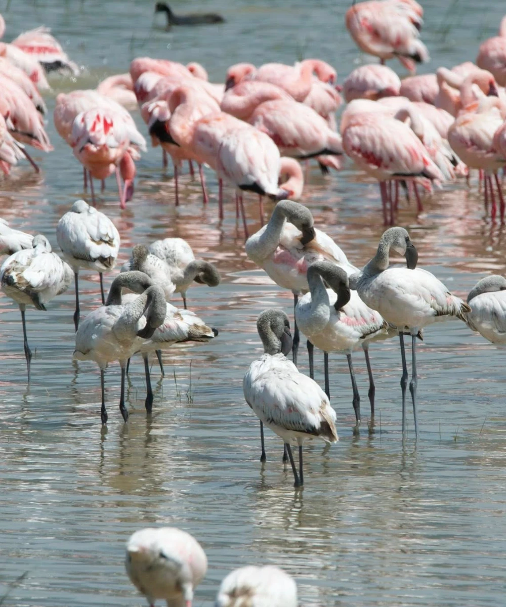 Private Day Trip to Lake Manyara