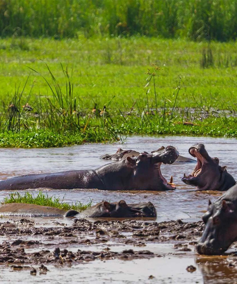 Private Day Trip to Lake Manyara