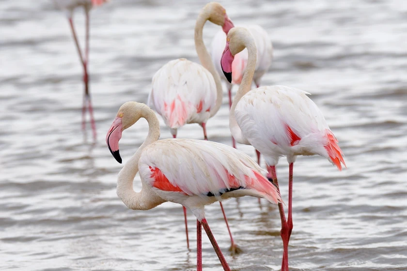 Private Day Trip to Lake Manyara