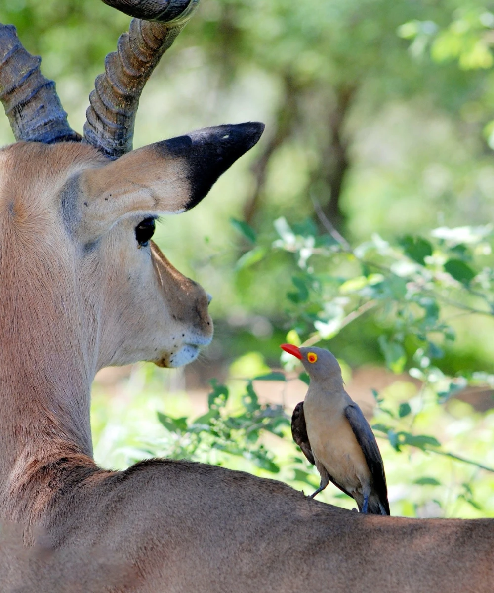 Tarangire National Park Day Trip