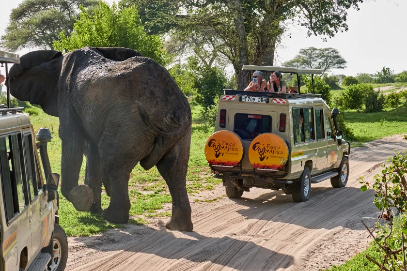 Tarangire National Park Day Trip