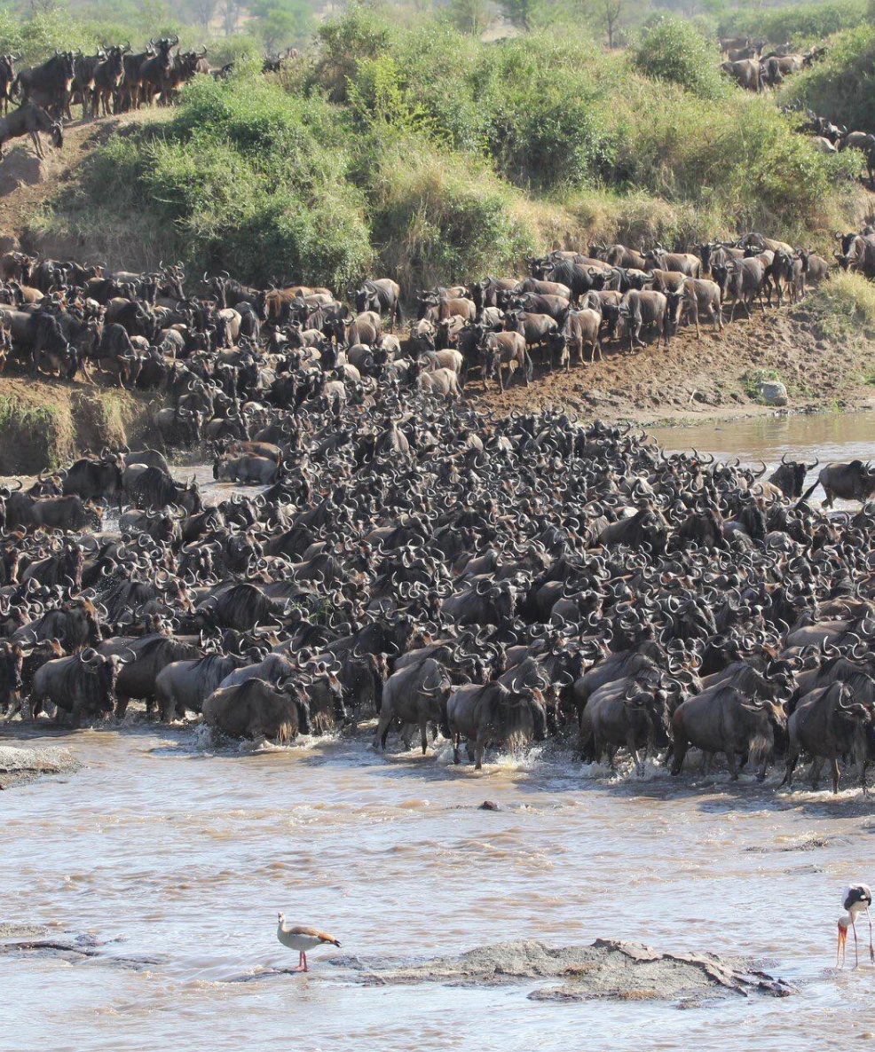 wildebeest-migration-safari-20