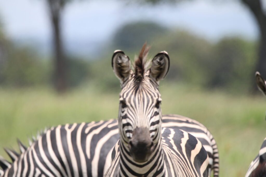 Ultimate Guide to the Best Luxury Safari Company in Africa (2026 Edition)
