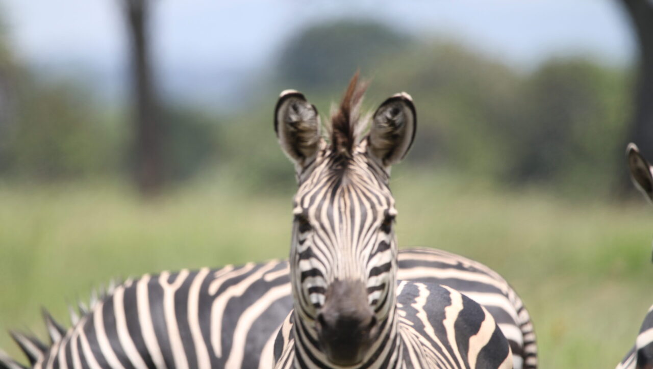 Tanzania Safari