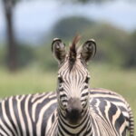 Tanzania Safari