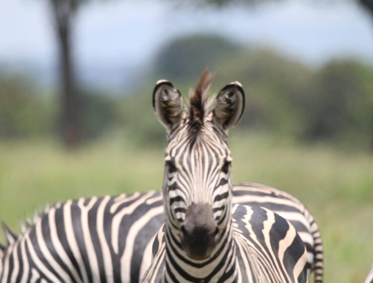 Tanzania Safari