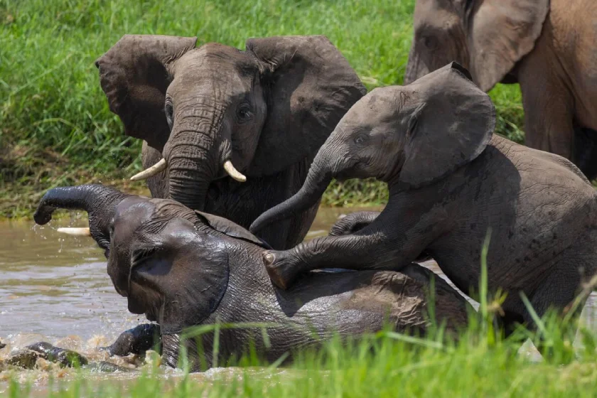 Tarangire Wildlife