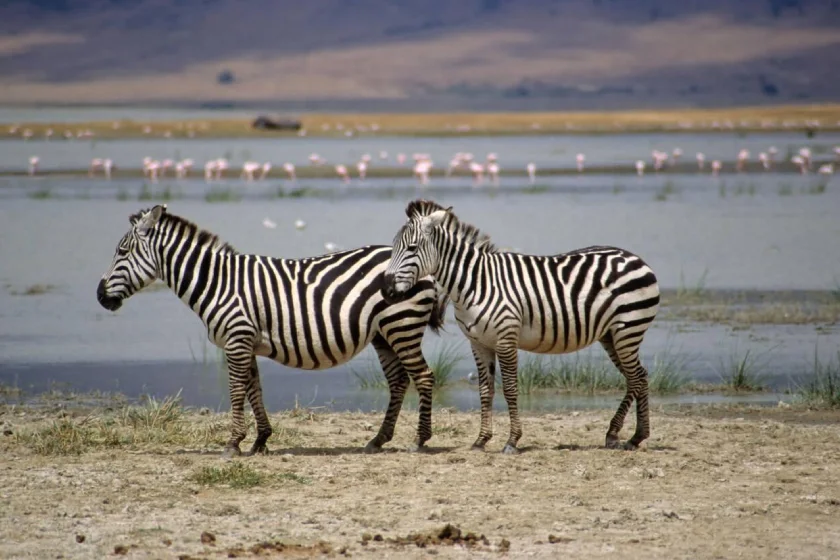 Lake Manyara Attractions