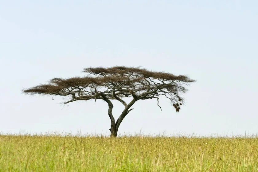 Serengeti Plains