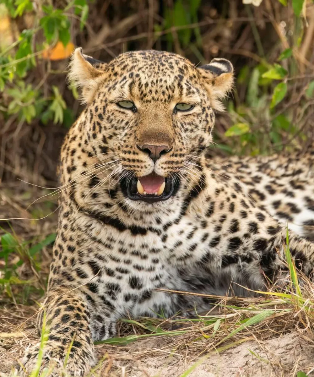 Serengeti Safari
