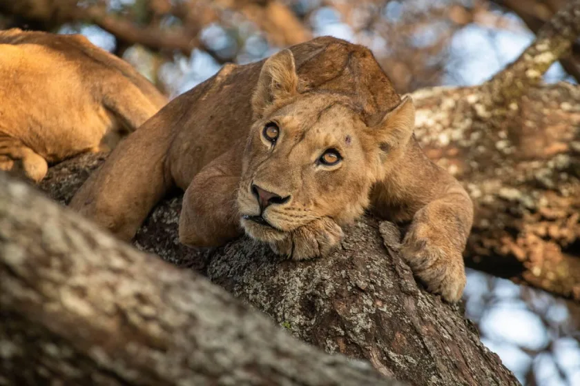Manyara Attractions