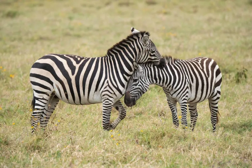Ngorongoro Safari
