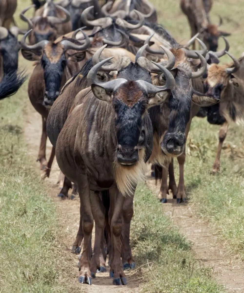 Wildbeests