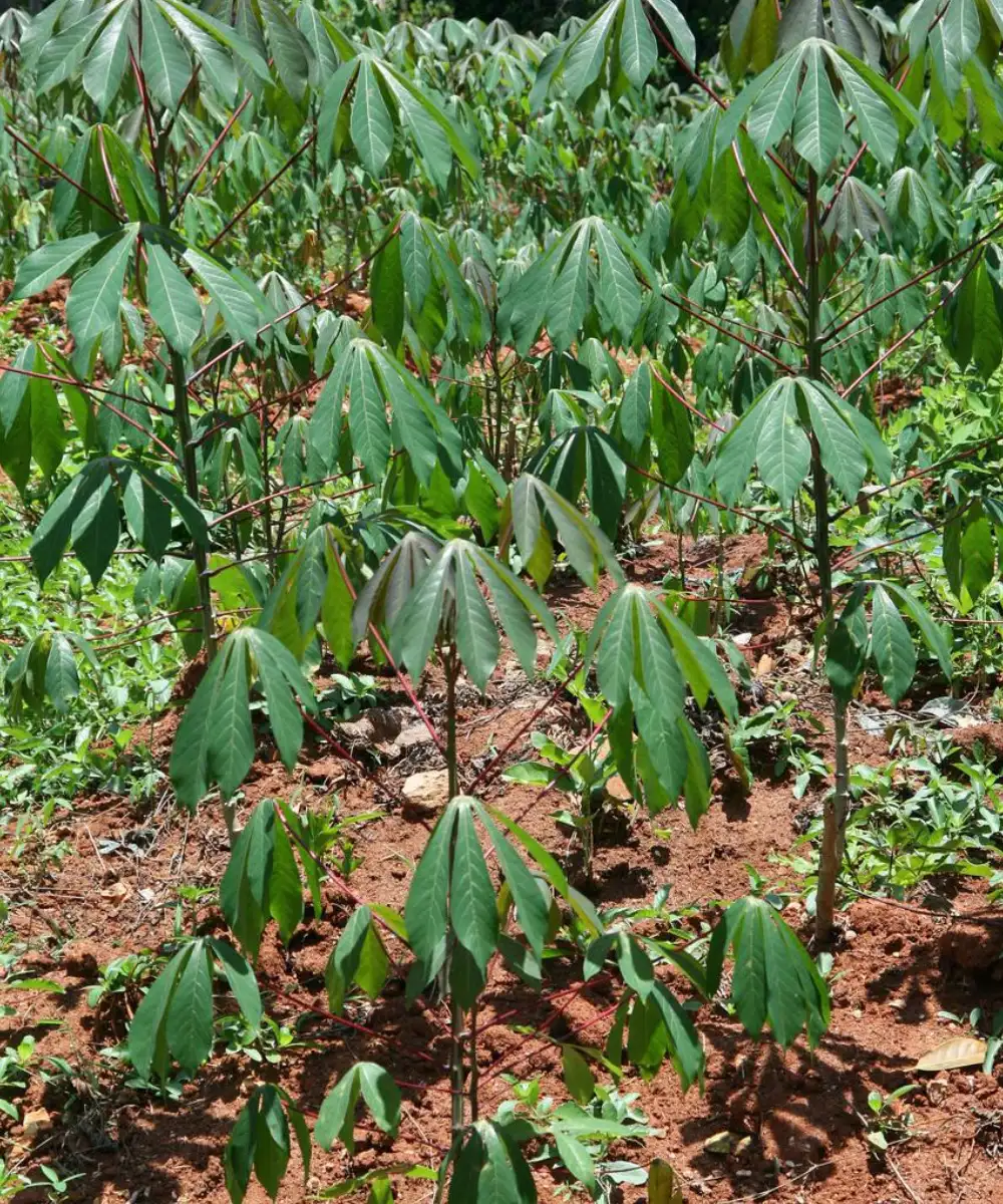 Spice farms