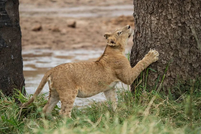 Tarangire wildlife