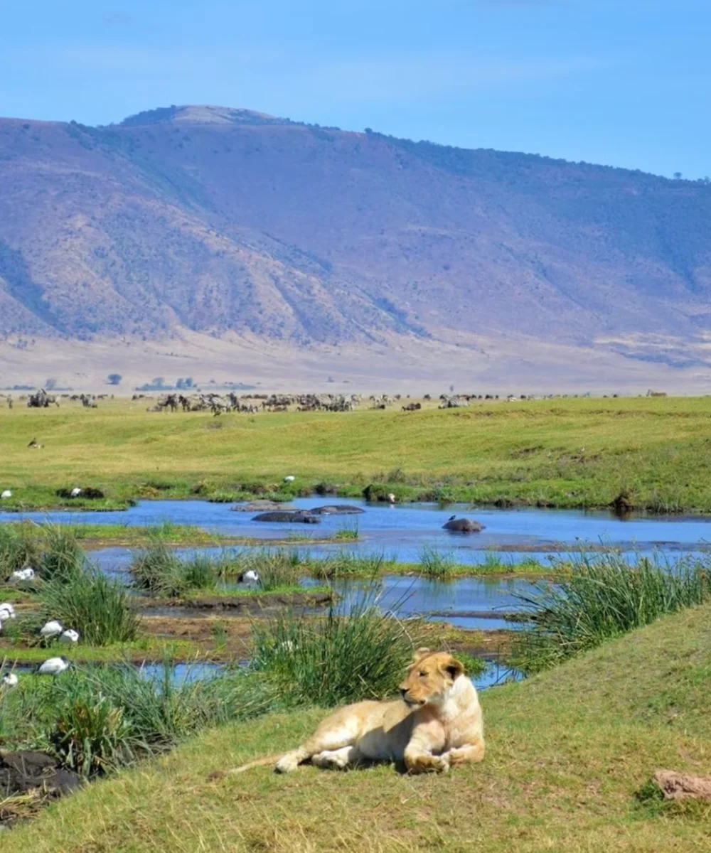 Ngorongoro Wildlife