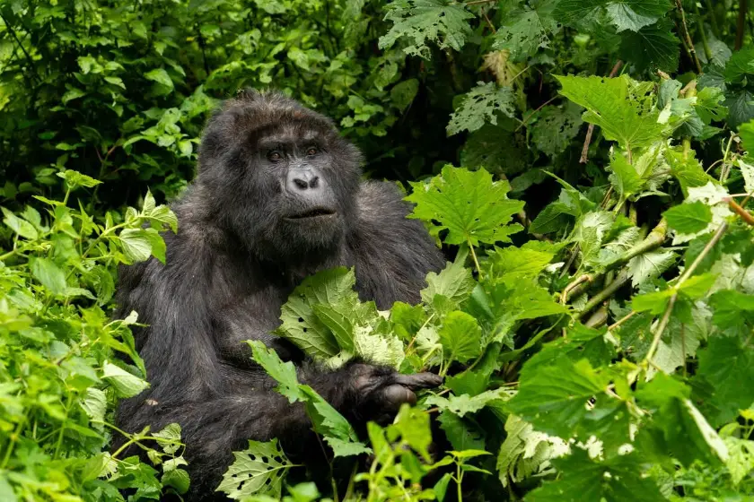 Gorilla