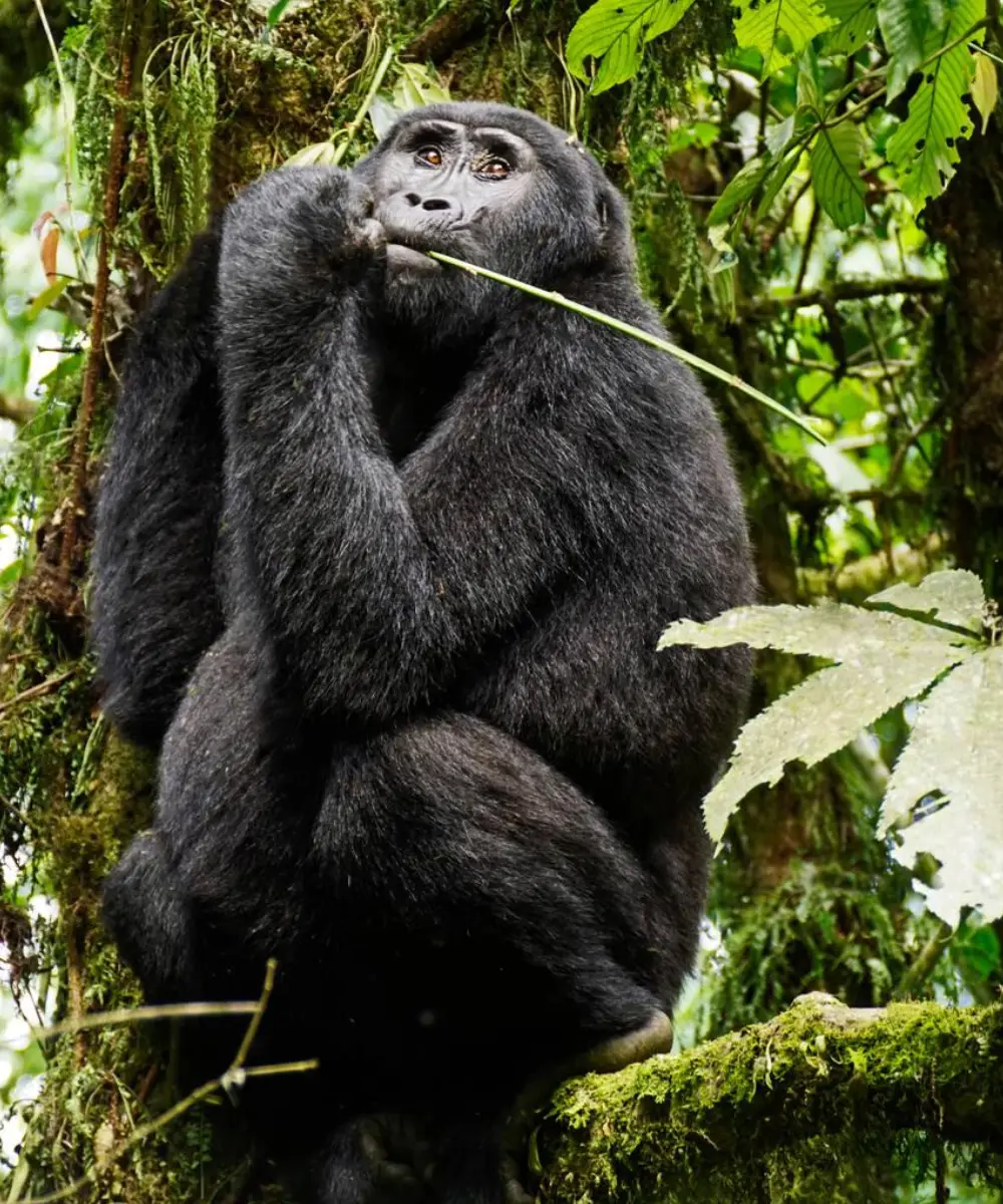 Gorilla trekking