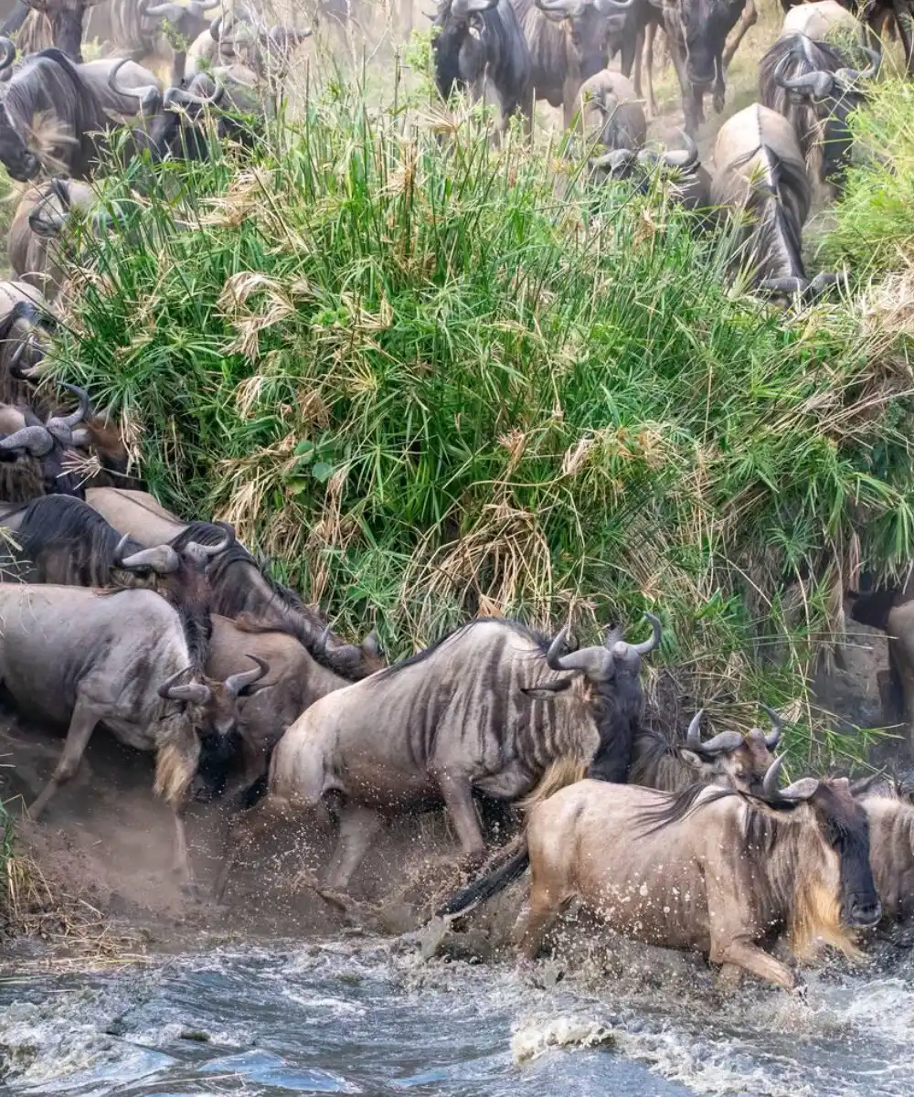 Serengeti Migration