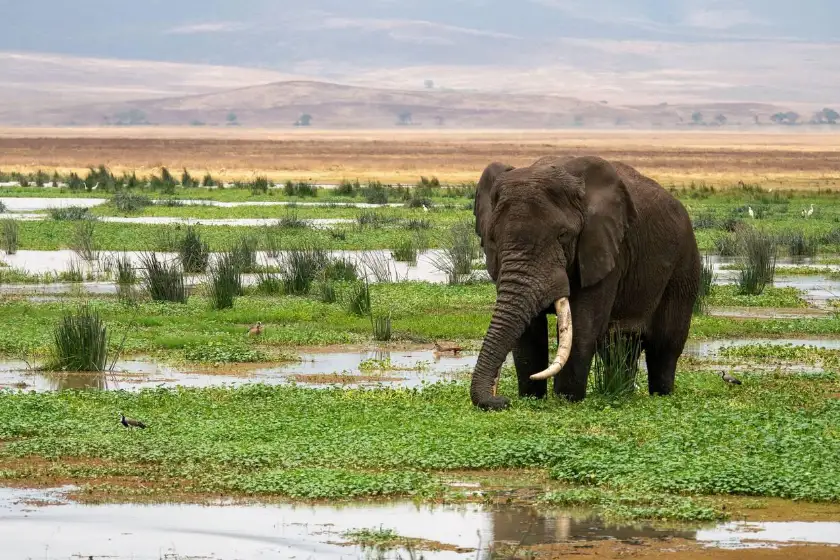 Ngorongoro Wildlife