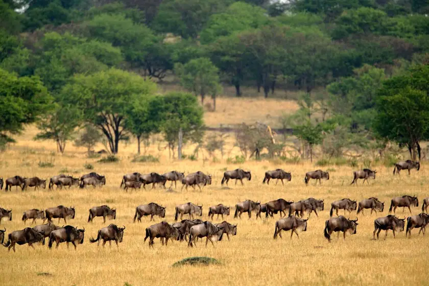 Great Migration