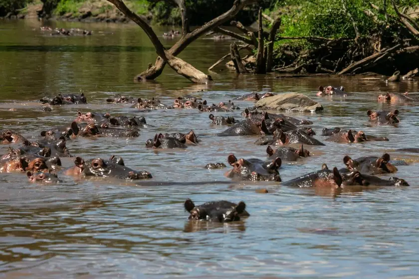 Grumeti Reserve Wildlife