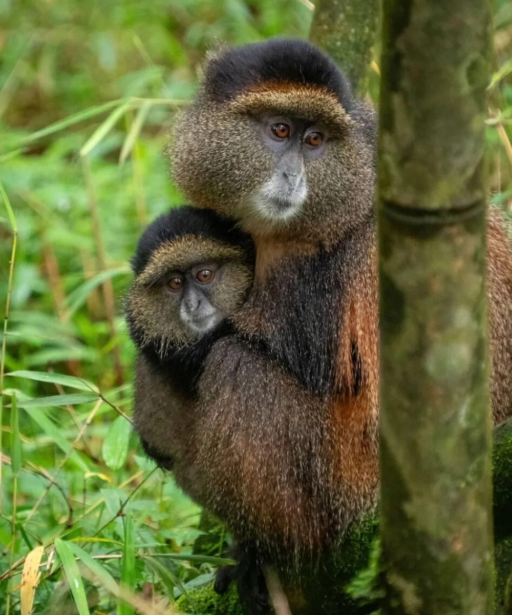 Uganda Golden monkey Trekking