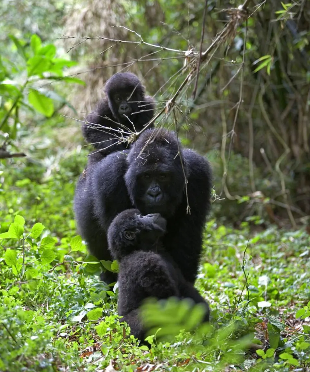 Rwanda Gorilla Safari