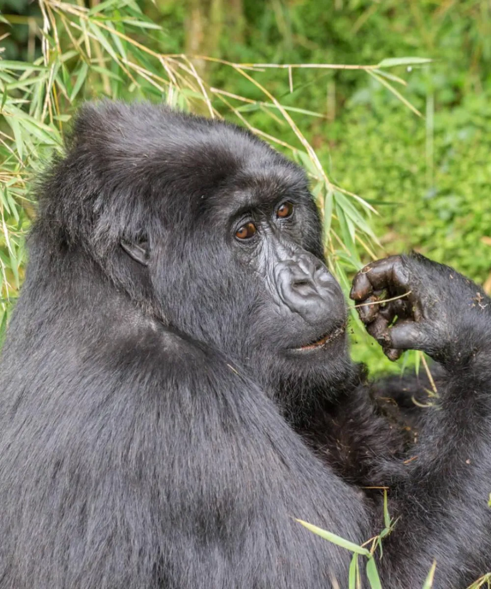 Rwanda GorillaSafari
