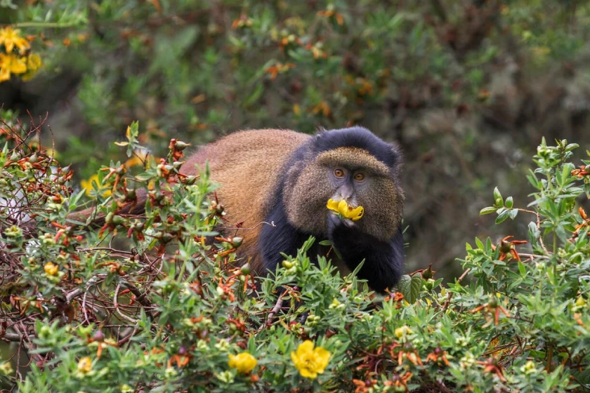 Rwanda Attractions