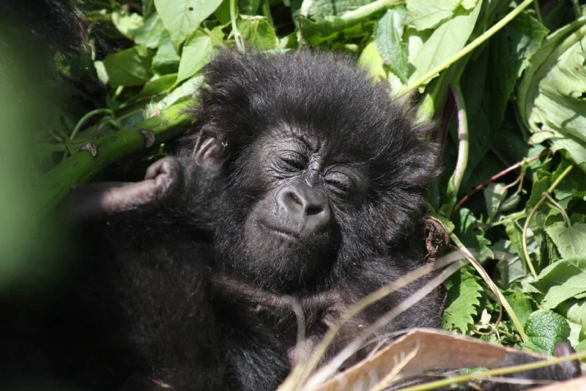 Rwanda Attractions