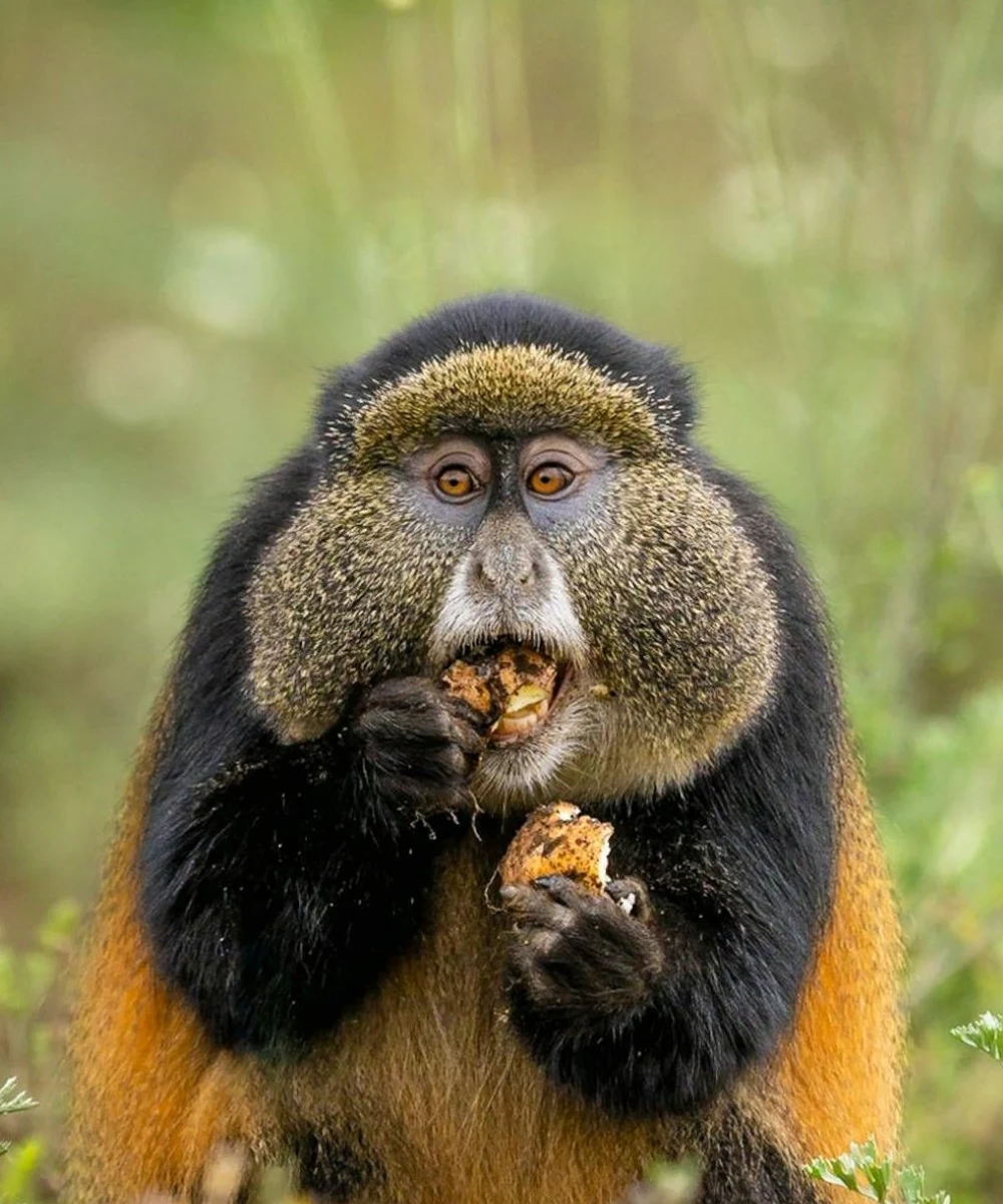 Golden Monkey