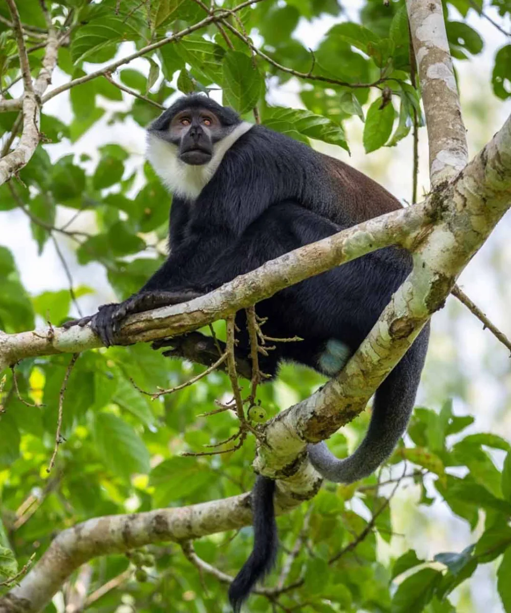 Uganda Primates