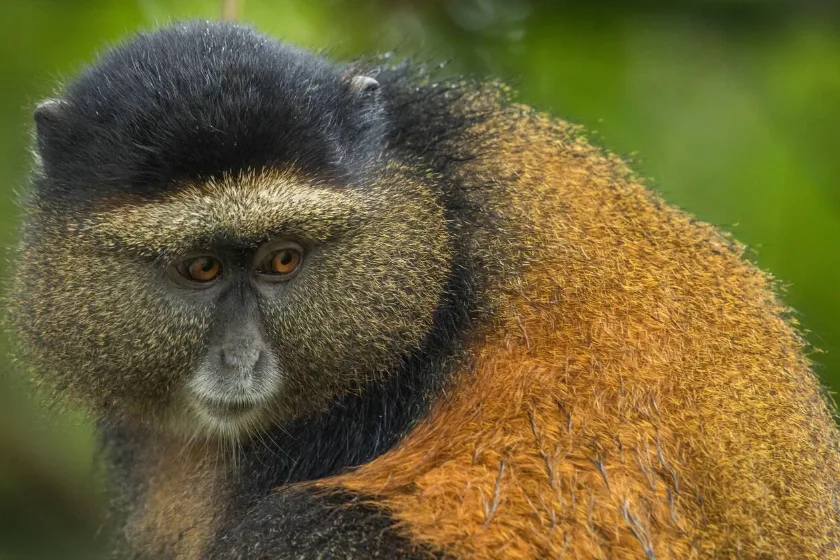 Golden Monkey trekking adventure