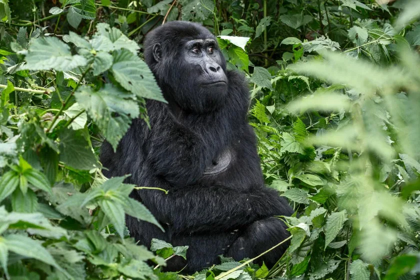Gorilla Trekking
