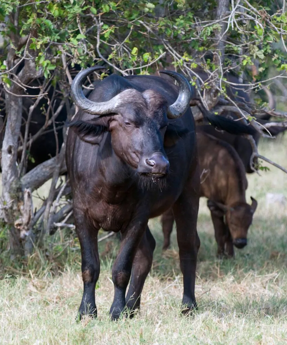 7-days-pure-wilderness-luxury-safari-in-botswana-3