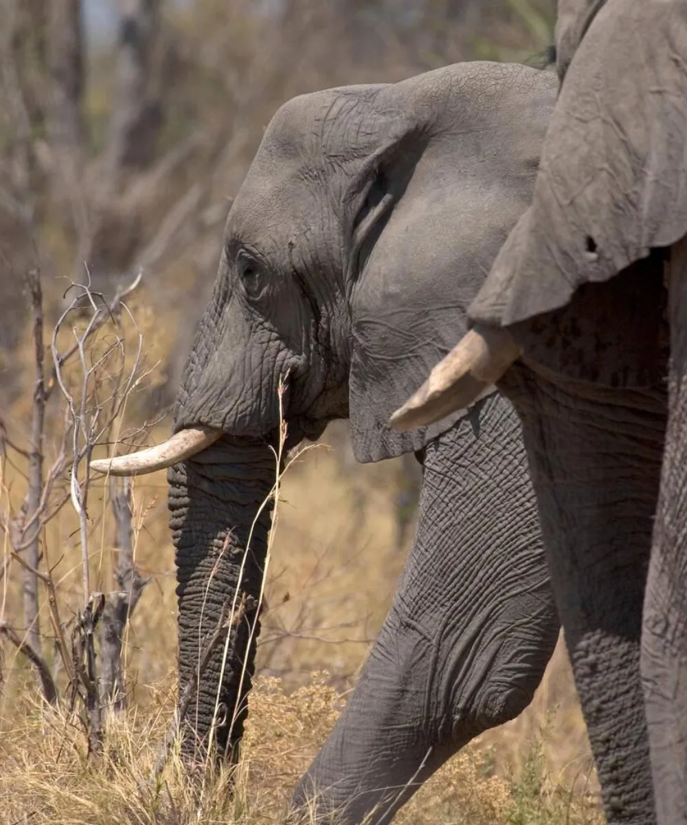 7-days-pure-wilderness-luxury-safari-in-botswana-4