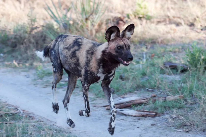 wild dog