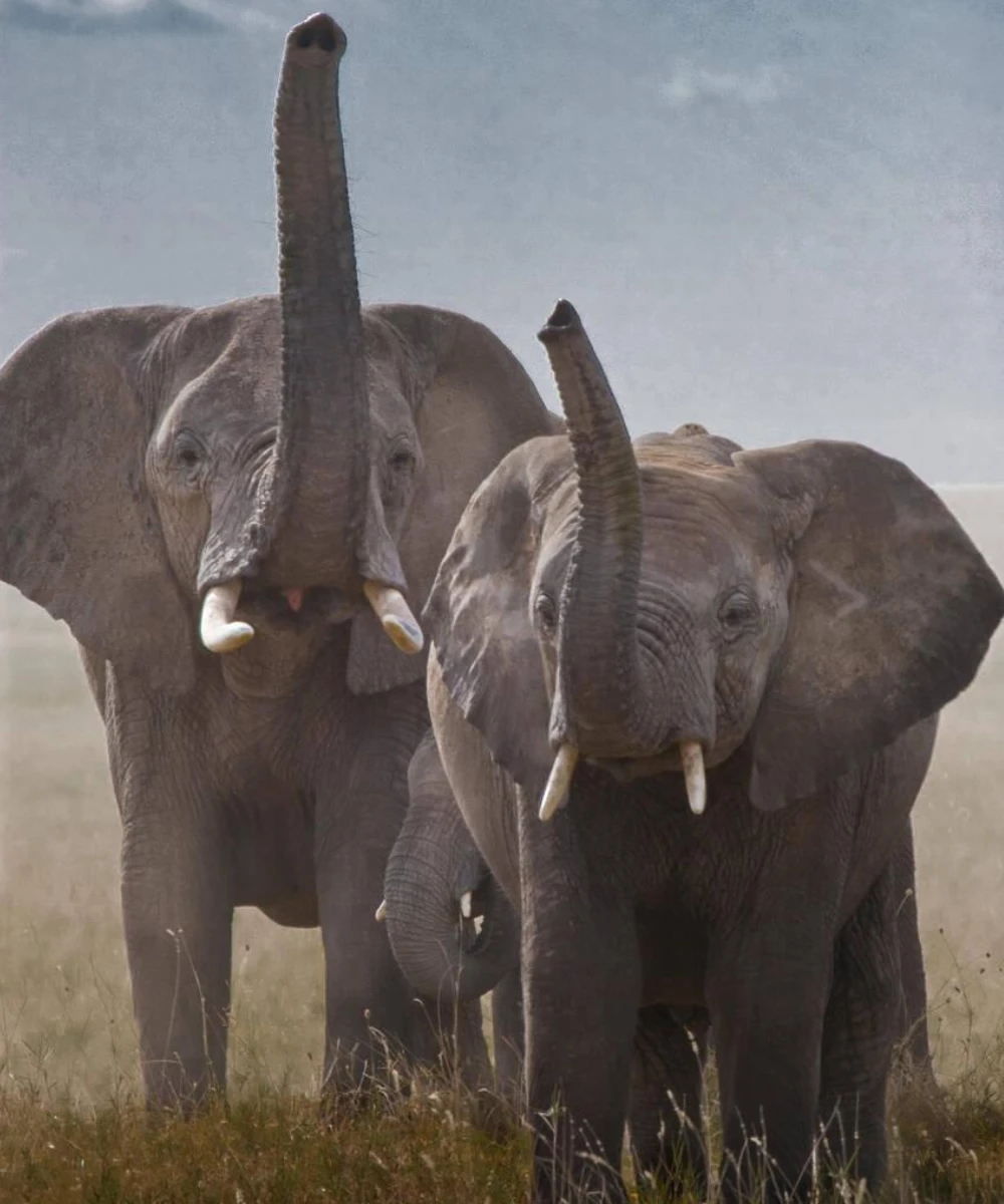 Tarangire Attractions