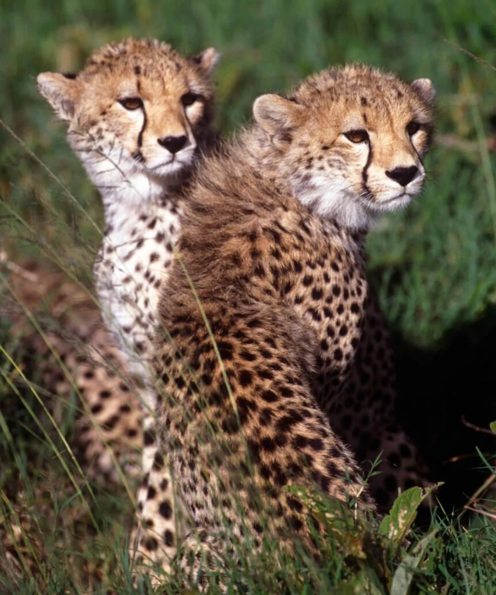 Serengeti Attractions