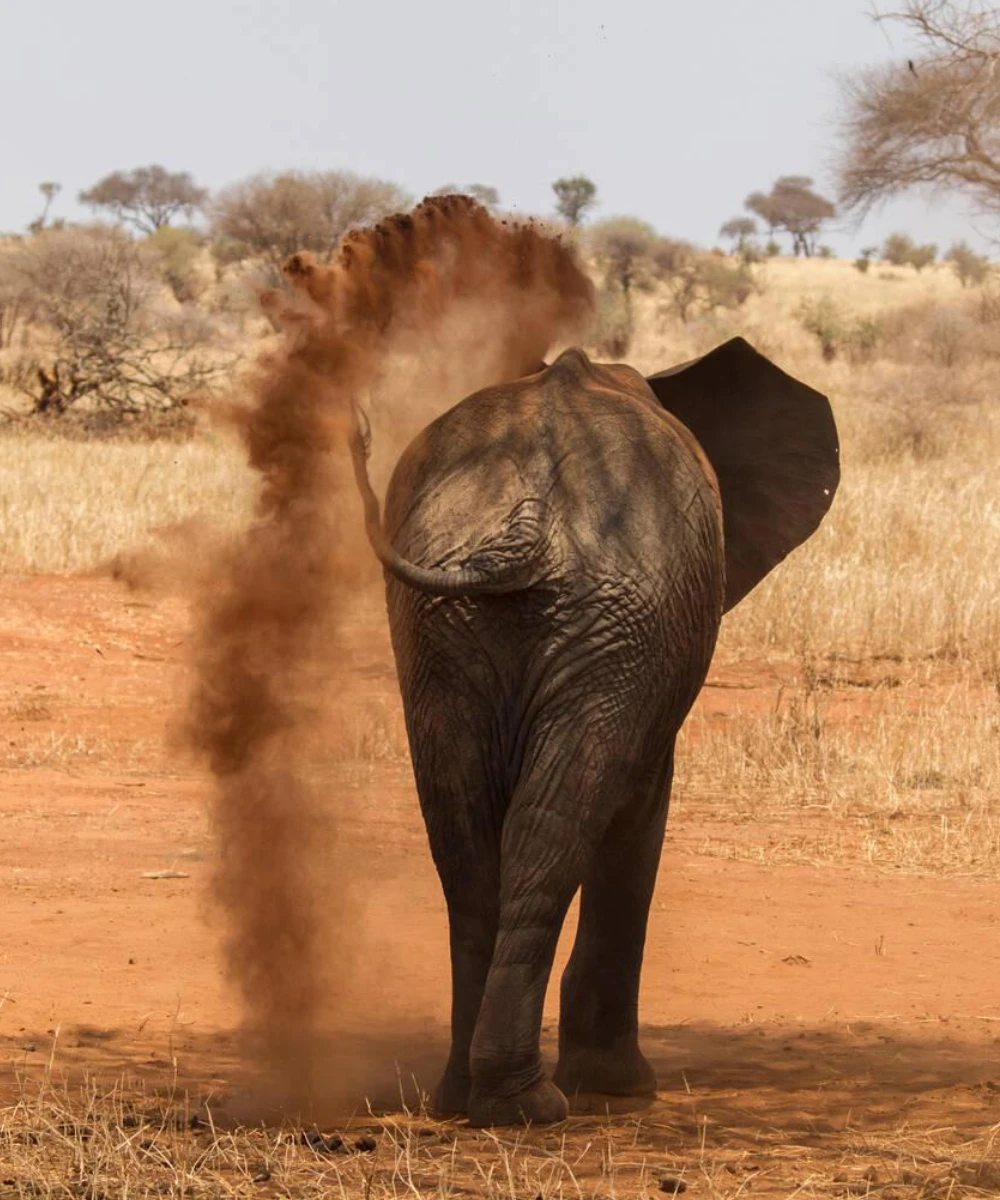 Tarangire Safari