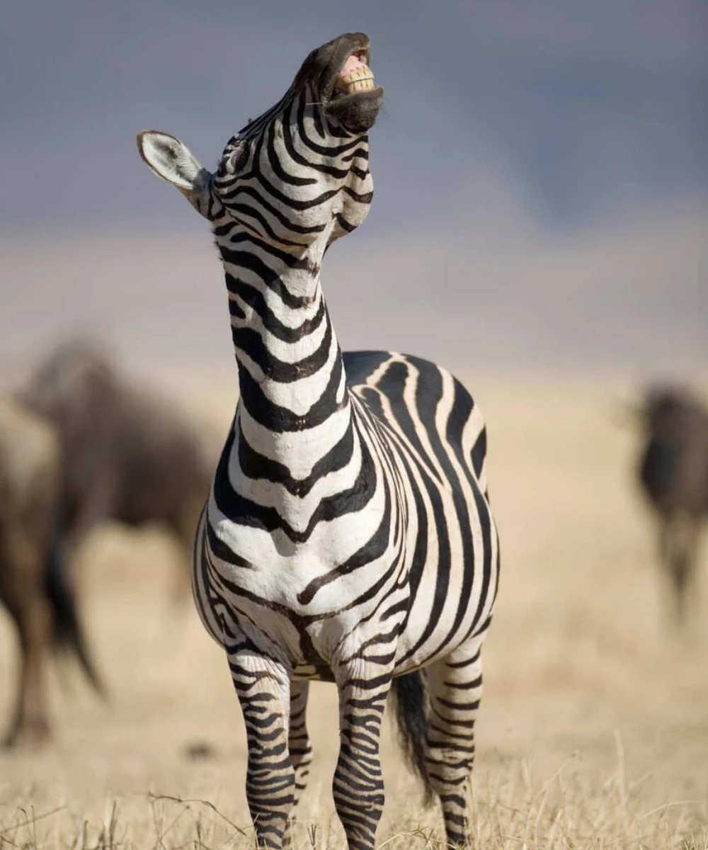 Ngorongoro Safari