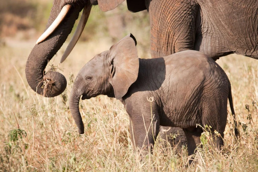 Tarangire Wildlife