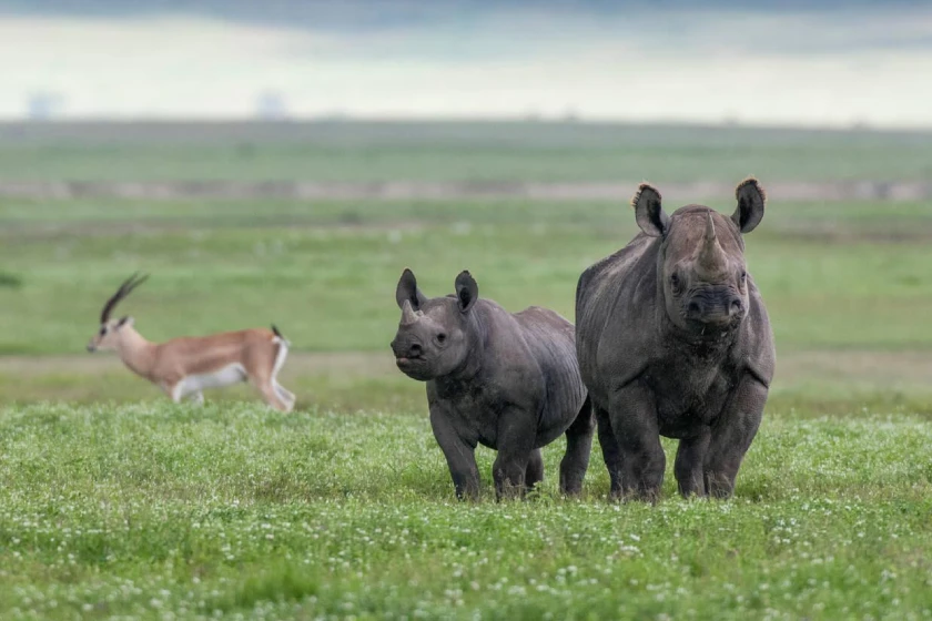 Ngorongoro Wildlife