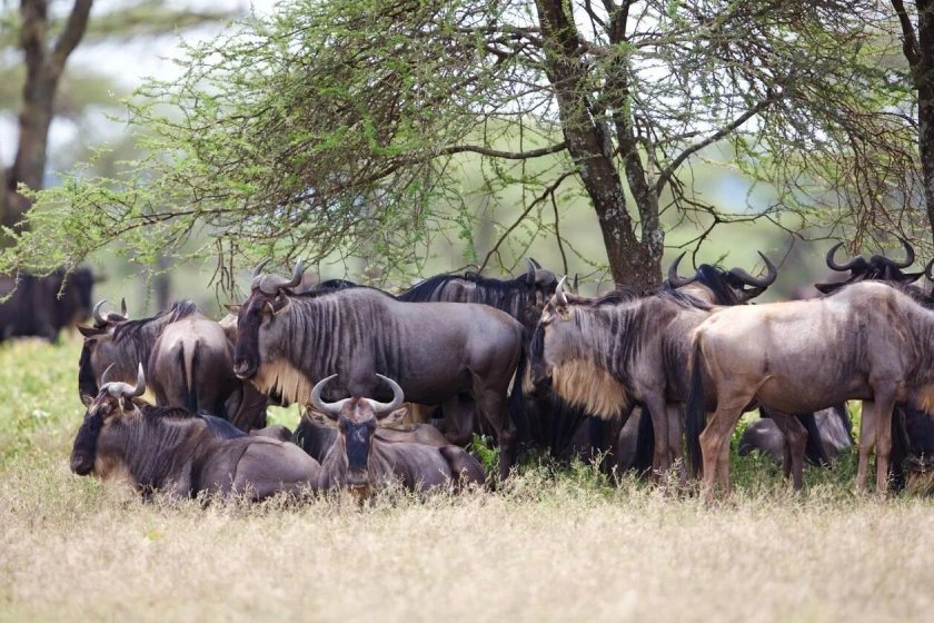 Serengeri Migrations