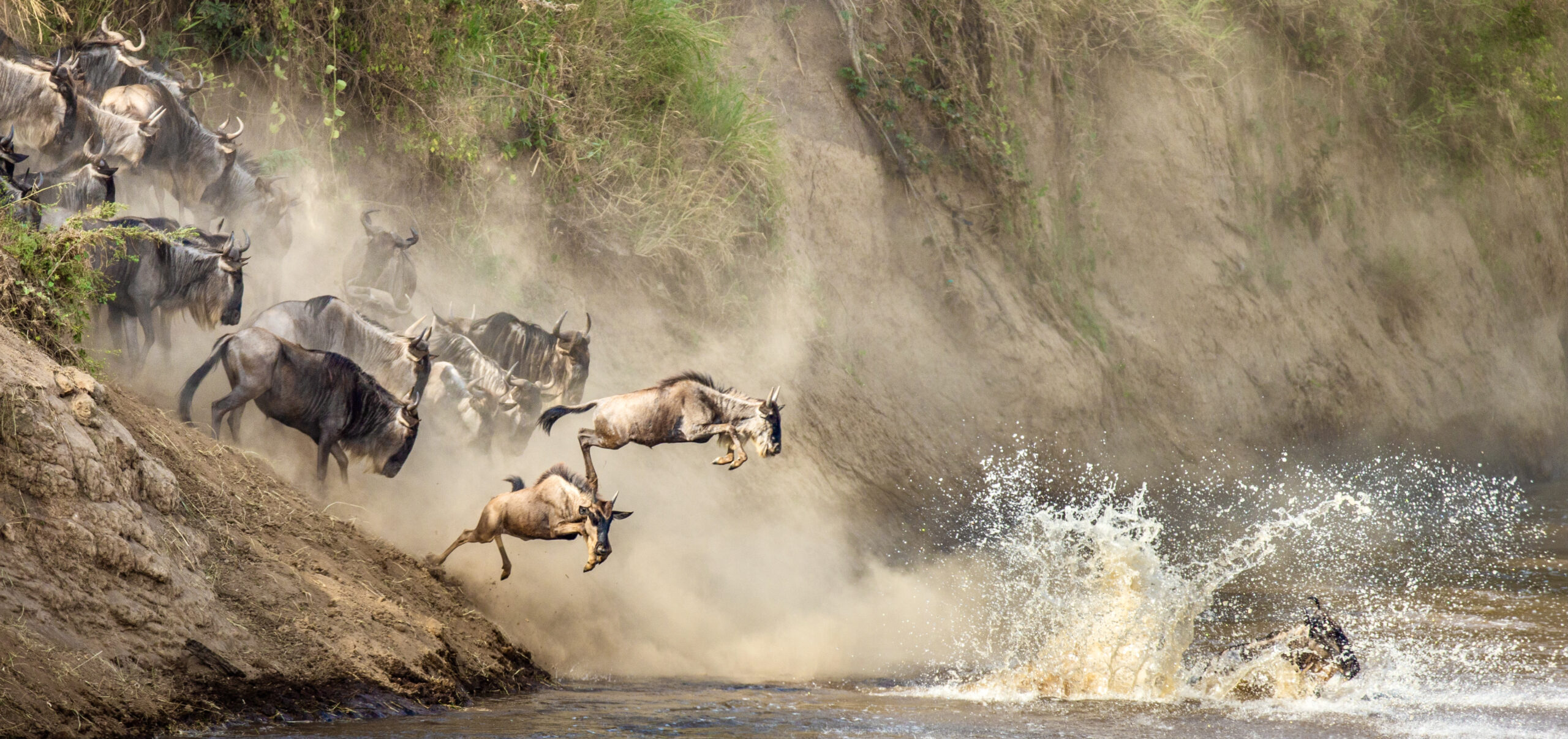 migration
