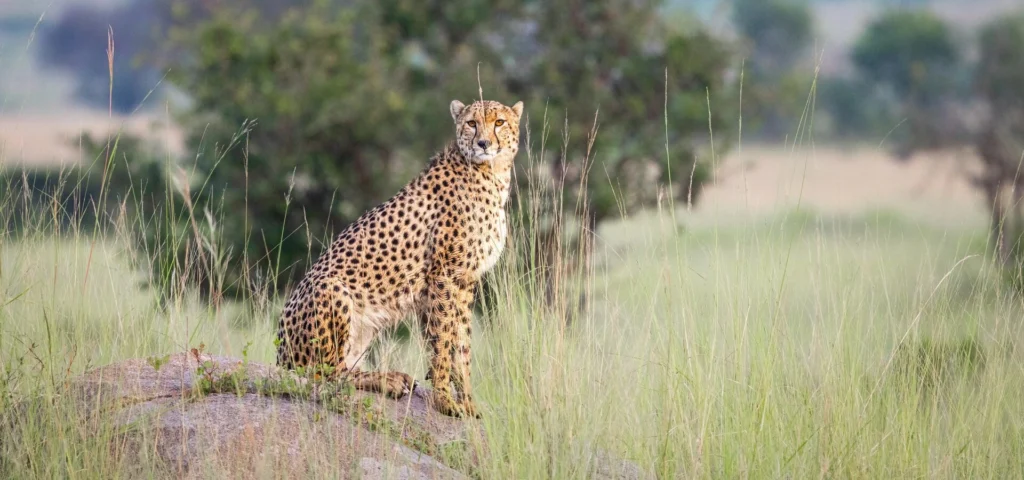 Tanzania Luxury Safari Tours | Premium Wildlife & Exclusive Experiences