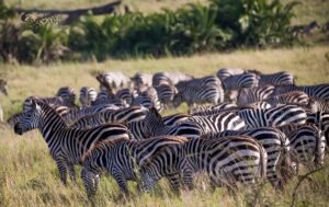 zebras