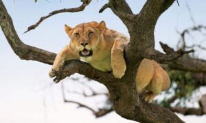 lion