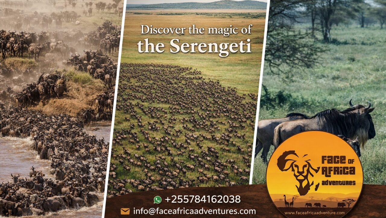 Where to See the Great Wildebeest Migration in Tanzania in 2027